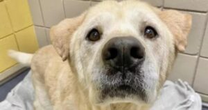 Martin è un povero cane con il muso dolce che è stato riportato al rifugio moltissime volte