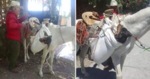 Nonno responsabile porta il sua cagnolona dal veterinario in cavallo per sterilizzarla