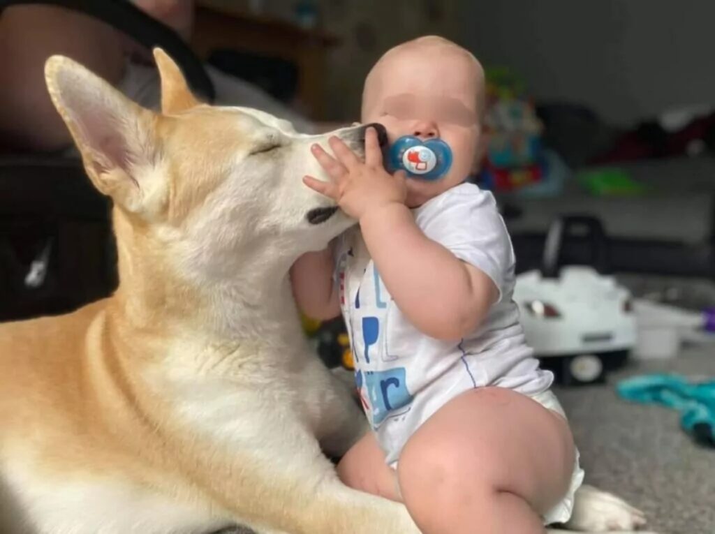 Telecamere riprendono cane e bambino di notte