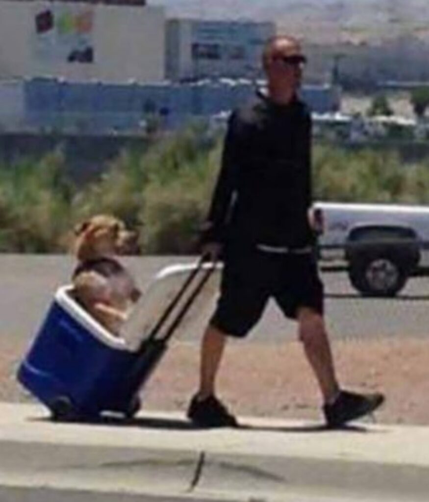 Uomo trasporta cane nella borsa frigo dal veterinario