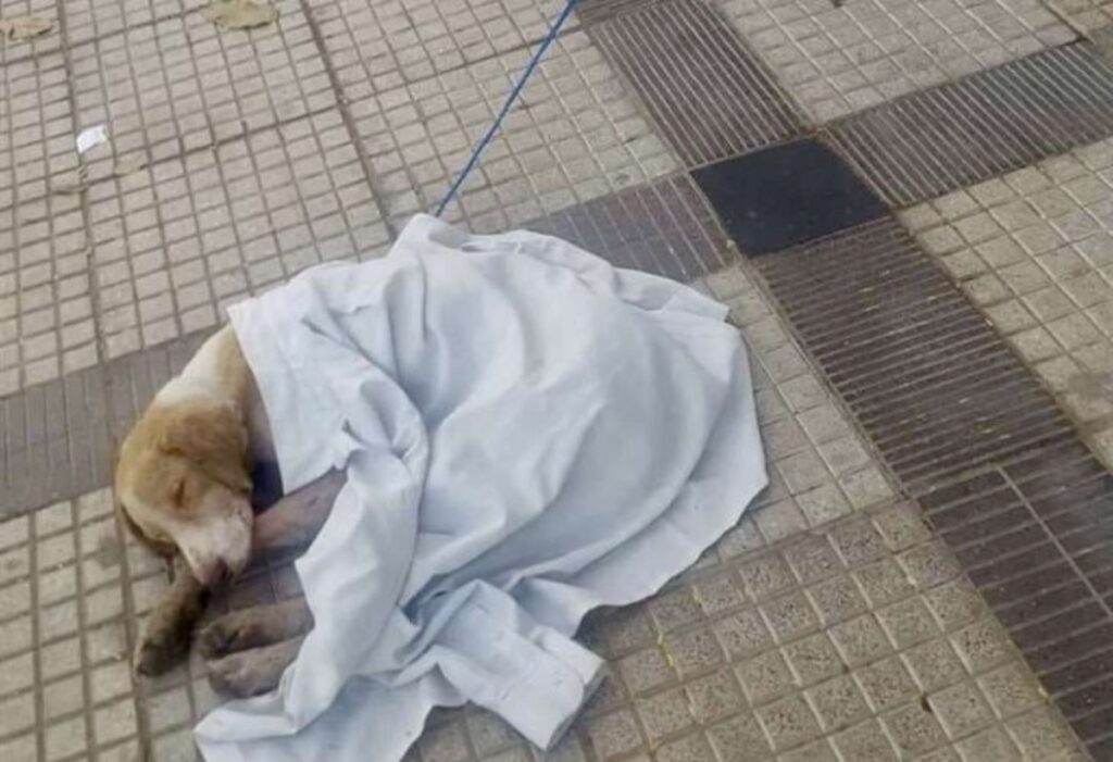 cane abbandonato sul ciglio della strada