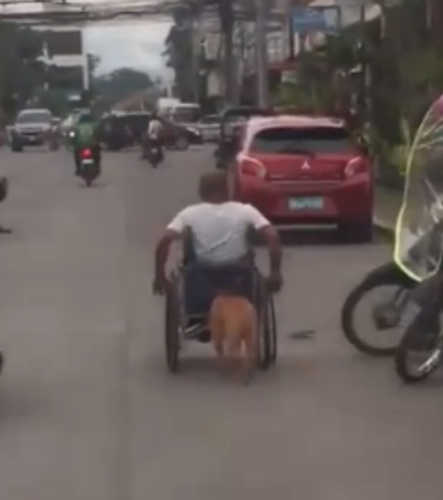 cane spinge sedia a rotelle del suo padrone