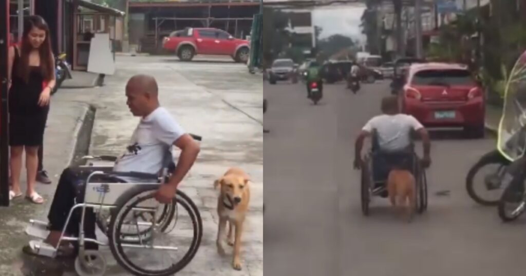 cane spinge sedia a rotelle del suo padrone