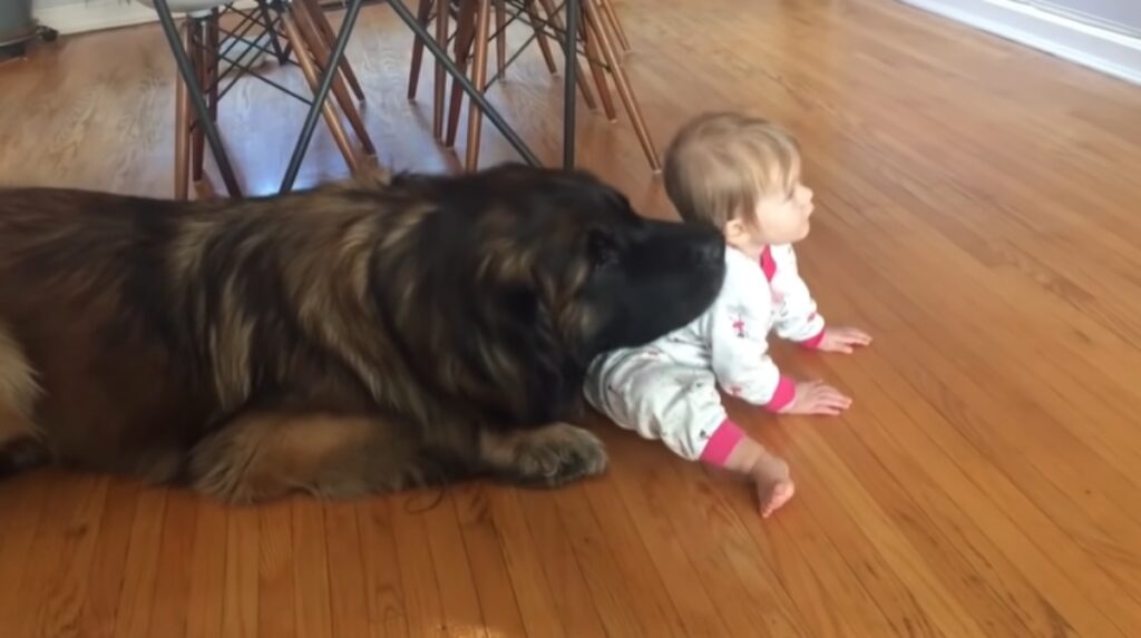 Leonberger con bambino