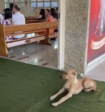 cane viene adottato dopo un matrimonio