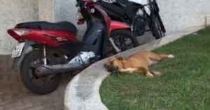 Cagnolina ha aspettato in ospedale senza sapere che il suo proprietario era morto