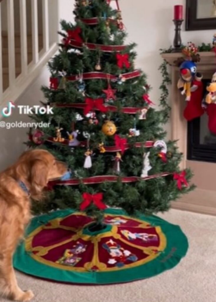 cane ama il natale e dorme con le decorazioni dell'albero