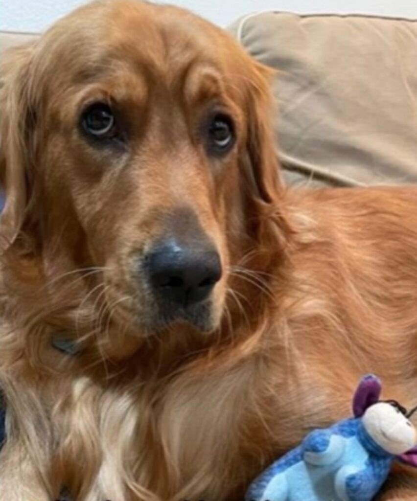 cane ama il natale e dorme con le decorazioni dell'albero