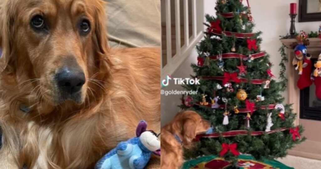 cane ama il natale e dorme con le decorazioni dell'albero