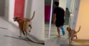 Cagnolino cammina con 3 zampe per imitare il suo padrone con il piede ingessato (VIDEO)