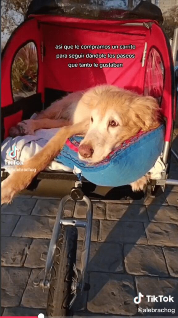 Cane viene messo in un passeggino