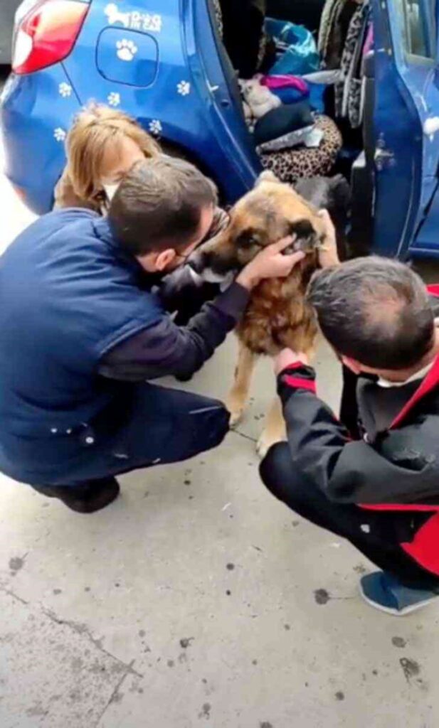 Cane perso 6 anni fa torna a casa dalla sua famiglia