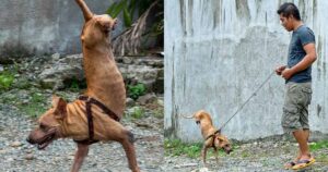 Cucciolo di Cane nato senza zampe posteriori impara a stare in equilibrio su quelle anteriori