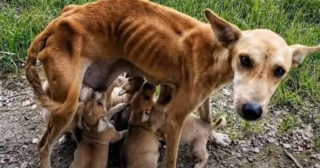 cuccioli salvati