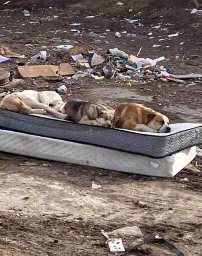 cuccioli salvati si riuniscono dopo 1 un anno