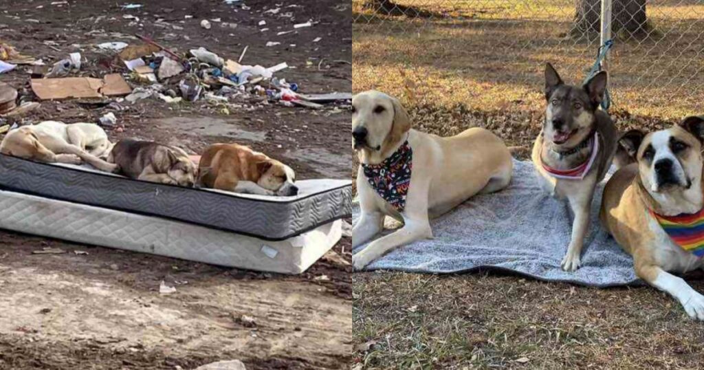 cuccioli salvati si riuniscono dopo 1 un anno