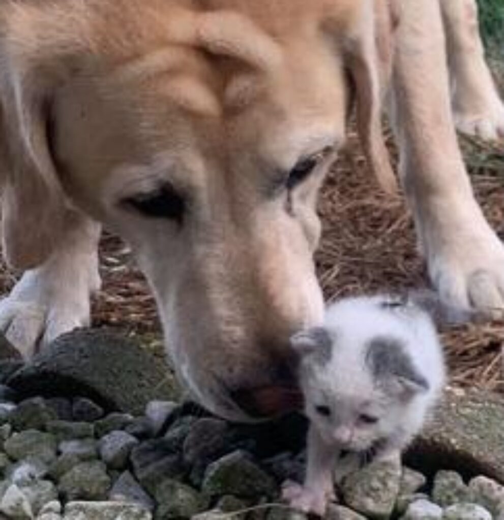 Cucciolo si prende cura della gattina senzatetto come fosse sua figlia