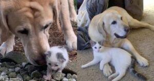 Vecchio cucciolo di Golden Retriever si prende cura di un gattino senzatetto e diventano inseparabili