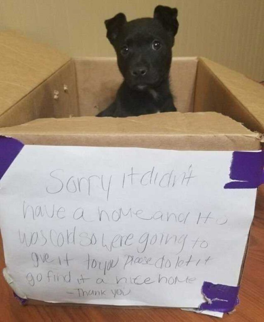 cucciolo in una scatola fuori la scuola