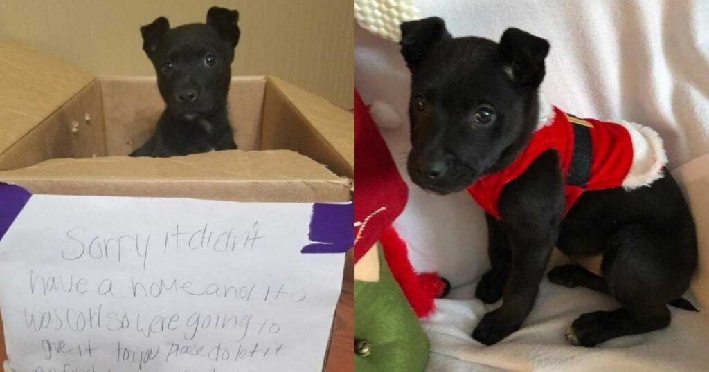 cucciolo in una scatola fuori la scuola