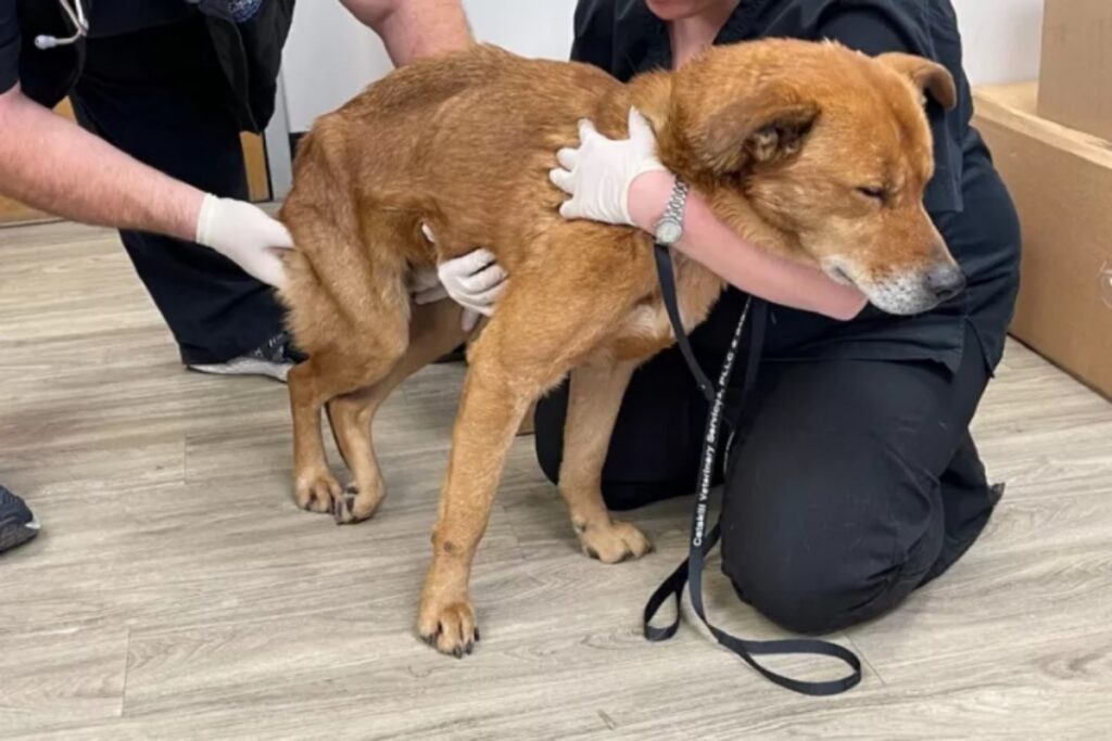 cucciolo percorre 130 km per tornare a casa