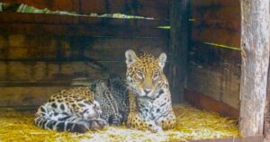 Due cuccioli di giaguaro sono finalmente nati dopo l’accoppiamento complicato dei genitori (VIDEO)