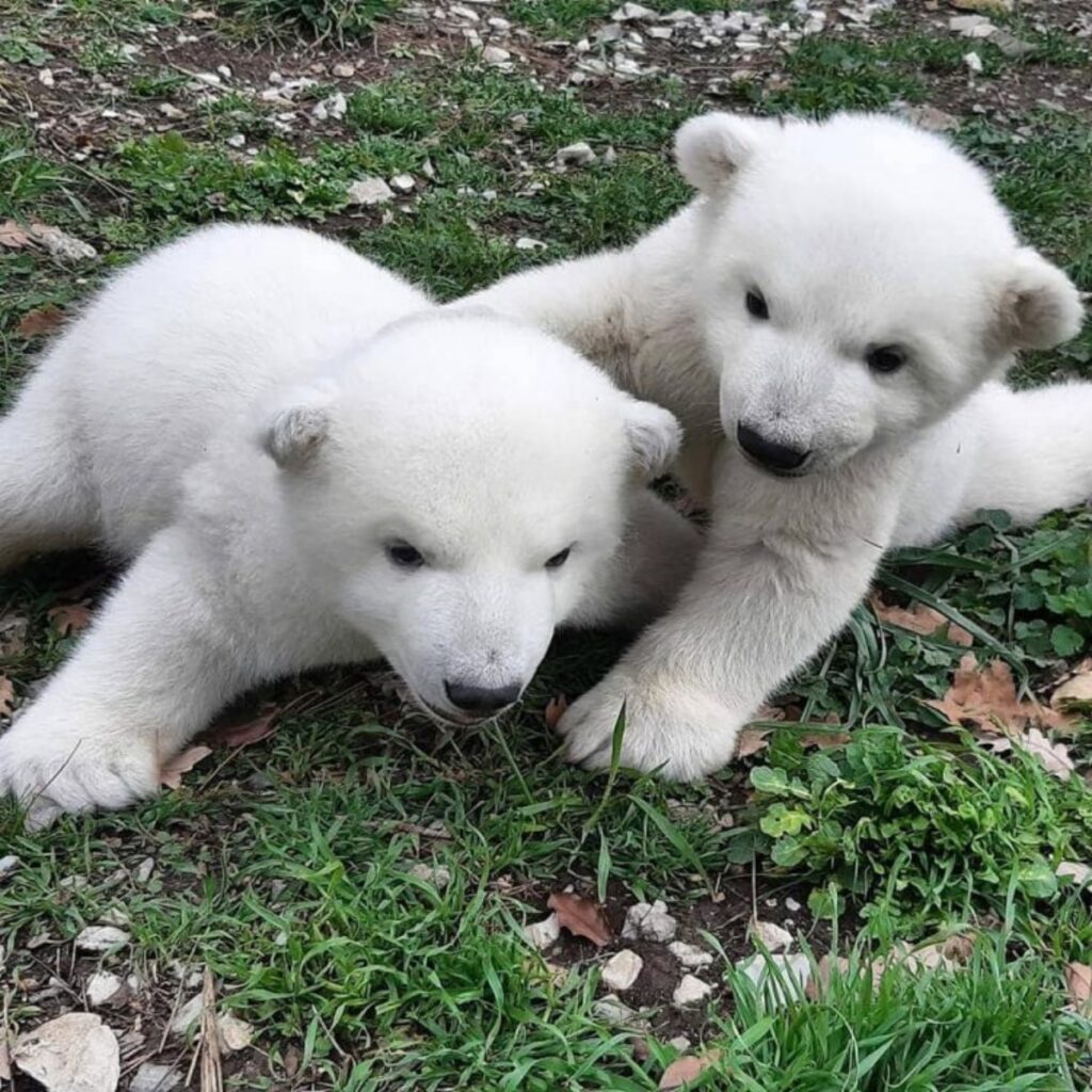 Due cuccioli di orso polare vengono abbandonati