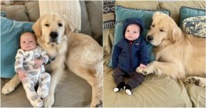 Golden retriever pensa che il bambino sia il suo nuovo giocattolo e lo sorveglia tutto il giorno(VIDEO)