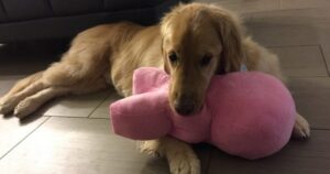 Una famiglia adotta un Golden Retriever nonostante fosse stata avvertita dei suoi disturbi mentali