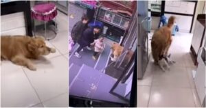 Ragazza chiede al suo Golden Retriever di riportare il suo gatto a casa e il risultato è esilarante (VIDEO)