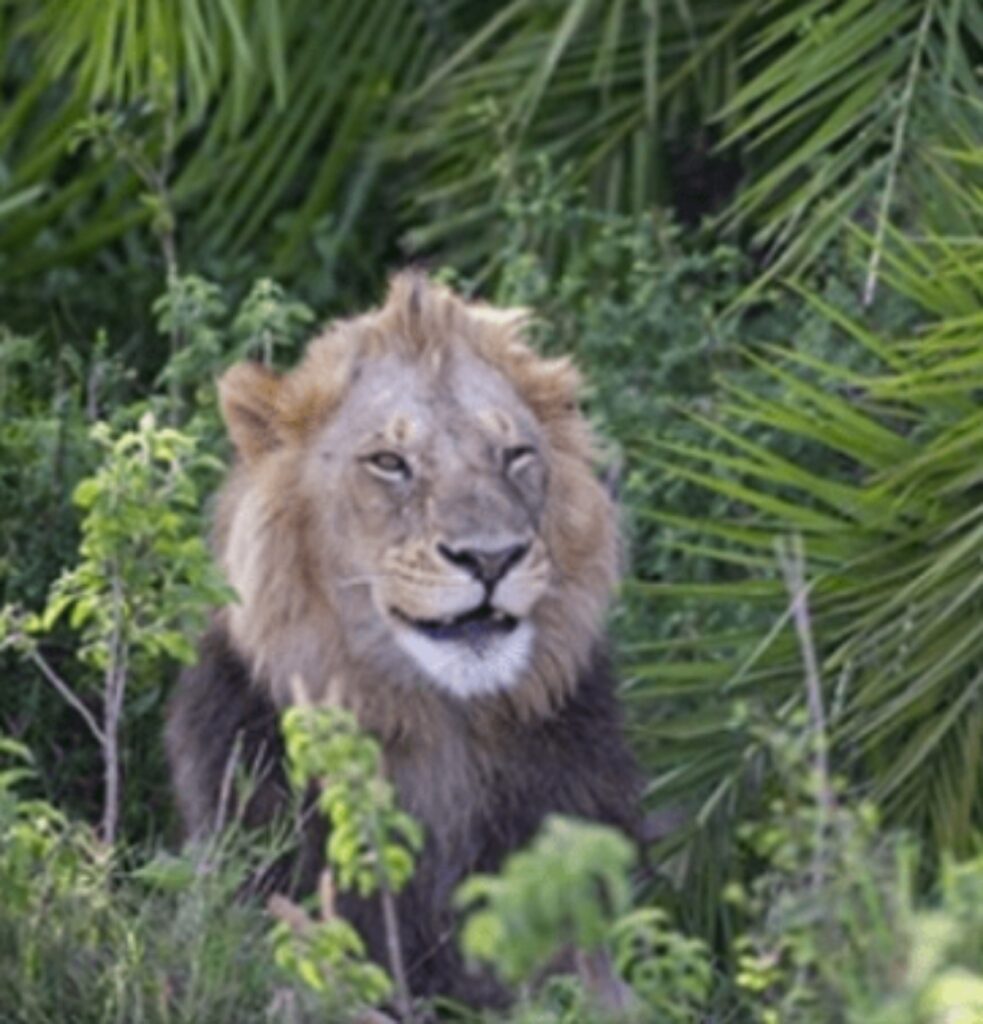 Leone spaventa fotografo e poi gli sorride con l'occhiolino