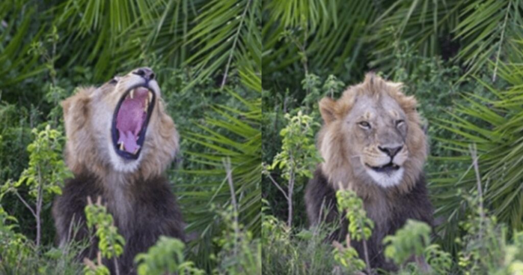 Leone spaventa fotografo e poi gli sorride con l'occhiolino