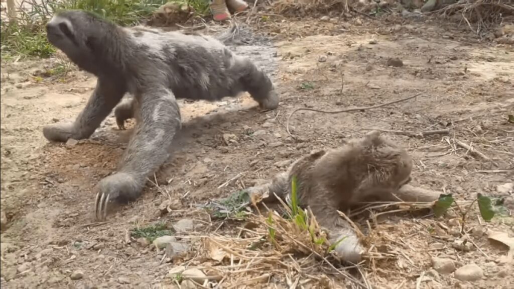 mamma bradipo cerca il suo cucciolo