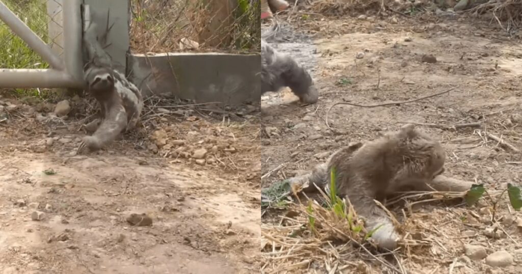 mamma bradipo cerca il suo cucciolo