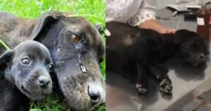 Cagnolina mamma sfinita piangeva perché non riusciva a curare i suoi cuccioli (VIDEO)