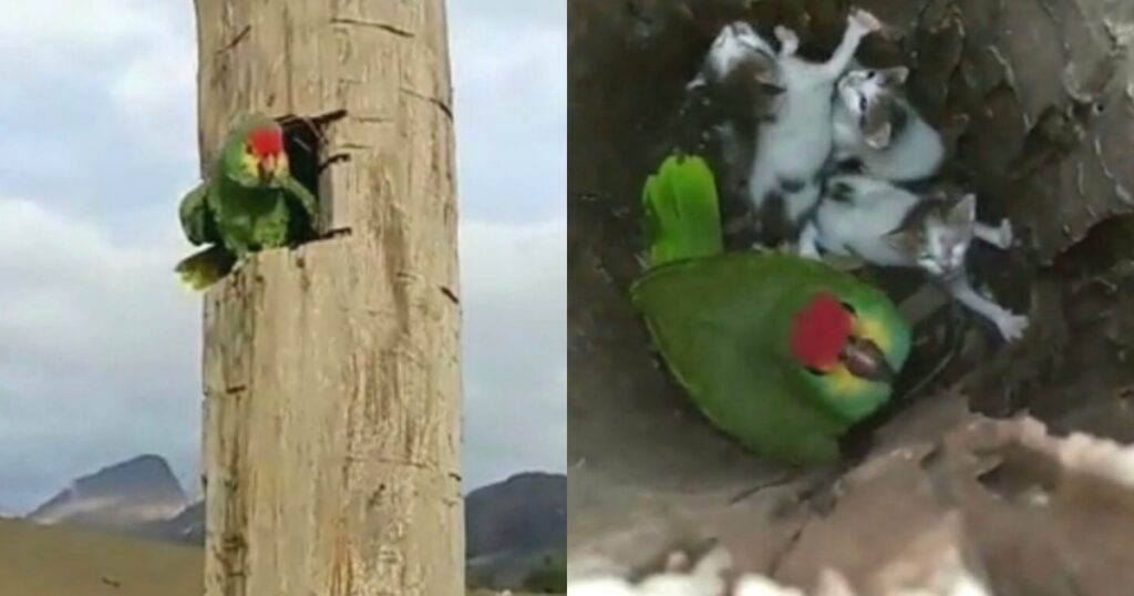 Un pappagallo fa da mamma a dei gattini abbandonati