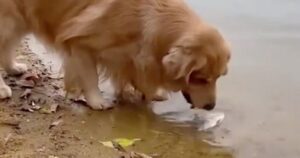 Pesce lotta tra la vita e la morte, ma il Golden Retriever stupisce tutti con la sua reazione (VIDEO)