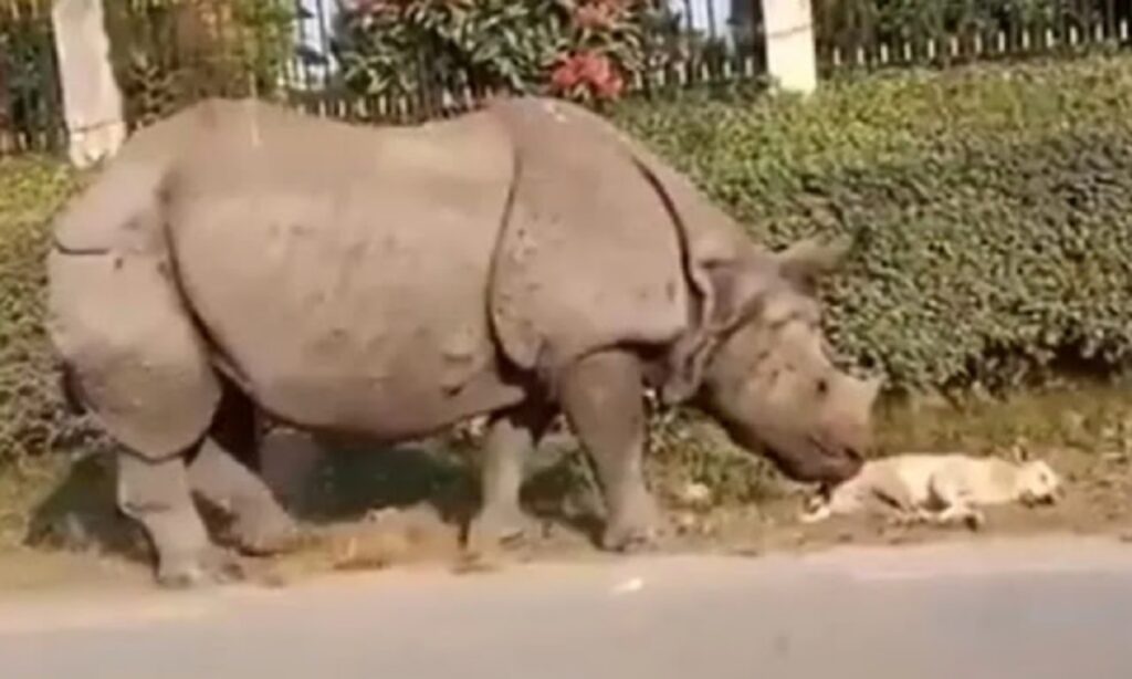 rinoceronte spaventa cane che dormiva