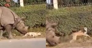 Rinoceronte si avvicina silenzioso ad un cucciolo di cane che stava riposando e lo spaventa (VIDEO)