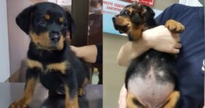 Cucciolo di Rottweiler di 2 mesi mangia troppe crocchette e deve correre dal veterinario