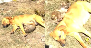 Cagnolina incinta salva una scimmietta e si prende cura di lei (VIDEO)