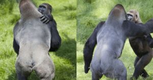 Fratelli gorilla si incontrano di nuovo dopo 3 anni di separazione. L’abbraccio è commovente