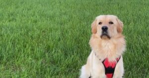 Golden Retriever miracolosamente salvato da un male silenzioso al cervello