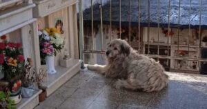 Cagnolina si reca ogni giorno al cimitero per far visita alla lapide della padrona defunta (VIDEO)