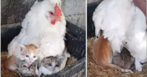 Una gallina si è occupata di 4 gattini e si è rifiutata di cederli alla mamma gatta (VIDEO)