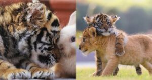 La bellissima amicizia di due cuccioli molto diversi tra loro (FOTO)