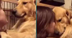 Golden Retriever non riesce a smettere di coccolare la padrona. Uno degli abbracci più belli che vedrai oggi (VIDEO)