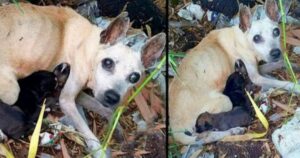 Cagnolina cieca abbandonata protegge i suoi cuccioli nonostante le sue condizioni