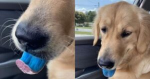 Cagnolina viene lasciata sola un attimo: la padrona torna e la trova con la lingua blu