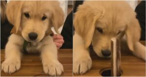 Golden retriever Cucciolo gioca a acchiappa la talpa per cani e l’esilarante video diventa virale (VIDEO)